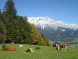 Kühe auf der Alm - Natur pur